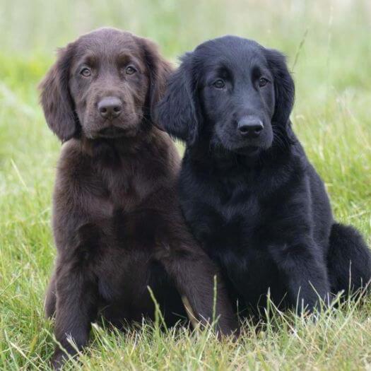 Black flat haired retriever hotsell